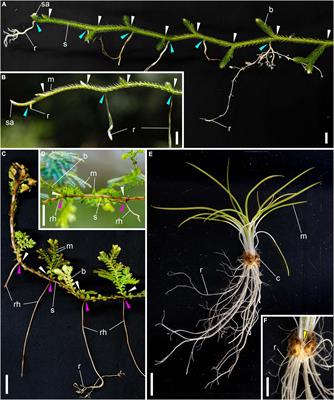 Shared body plans of lycophytes inferred from root formation of Lycopodium clavatum